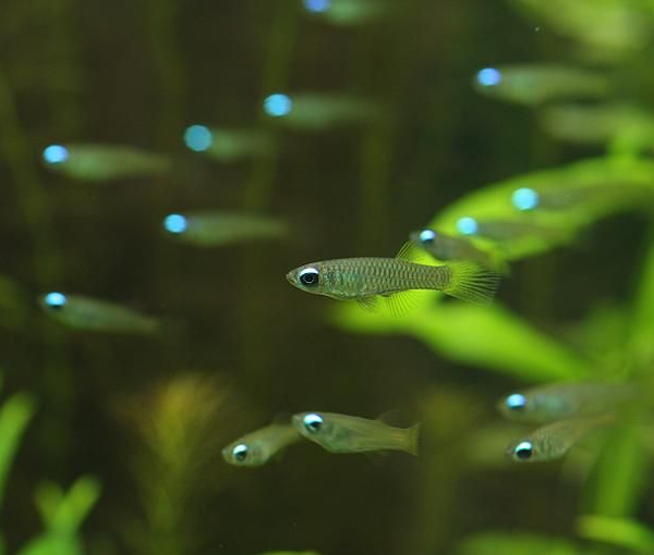 Akvarijska-riba-normanova-svetloocka