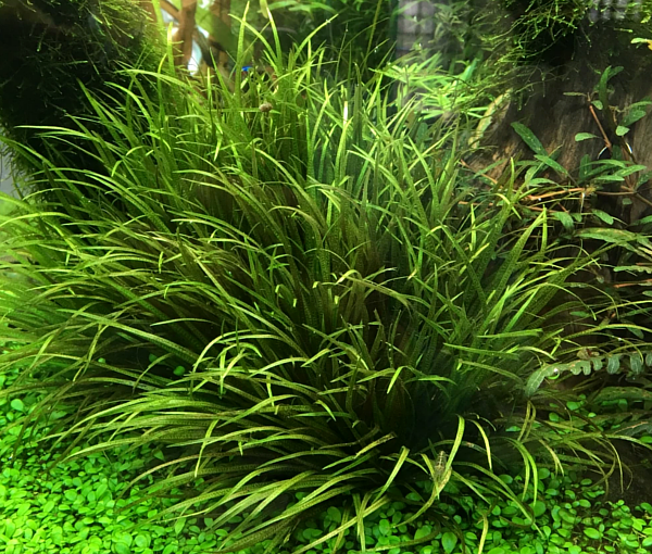 Akvarijska-rastlina-Blyxa-japonica