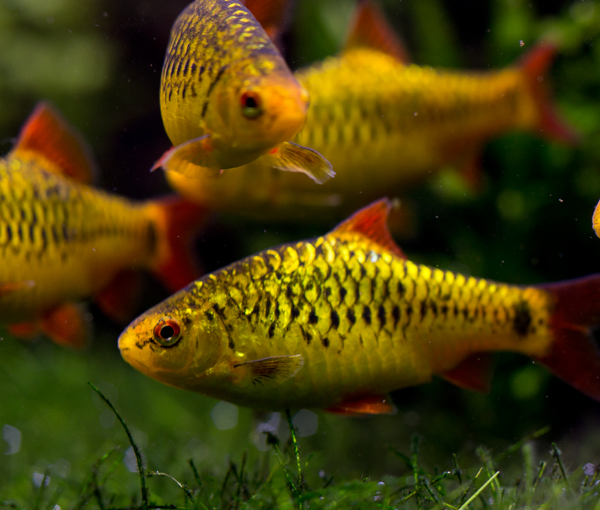 Akvarijska-riba-zlata-mrenica-Barbodes-semifasciolatus