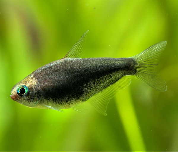 Akvarijska-riba-črna-cesarska-tetra-nematobrycon-palmeri-2