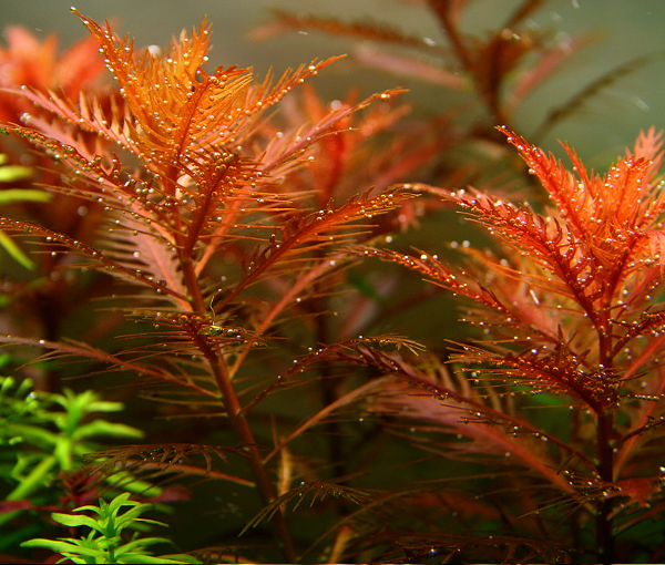 Akvarijska-rastlina-Proserpinaca-palustris-3