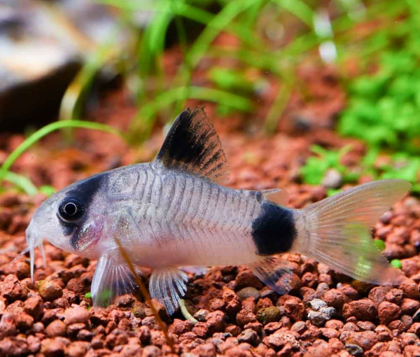 Akvarijska-riba-Corydoras-panda-2