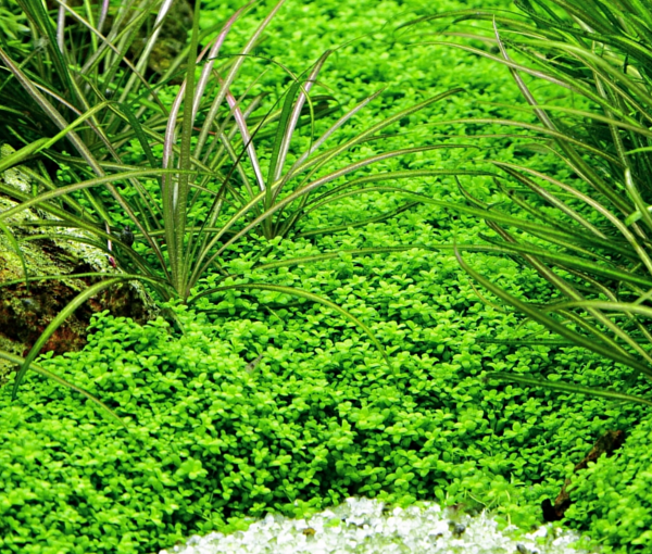 Akvarijska-rastlina-Hemianthus-callitrichoides-Cuba-3