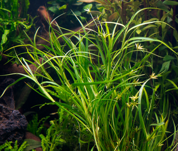 Akvarijska-rastlina-Juncus-repens-2