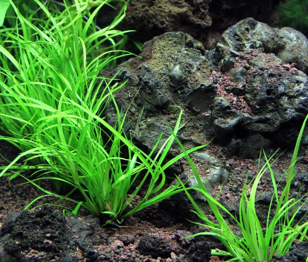 Akvarijska-rastlina-Juncus-repens