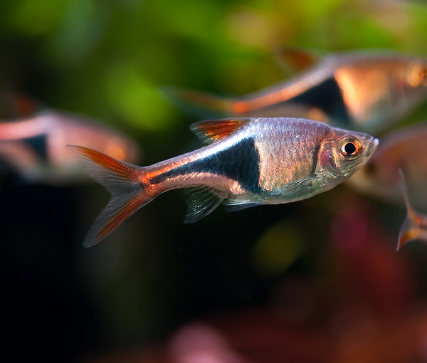 Akvarijska-riba-Modra-razbora-Trigonostigma-heteromorpha-2