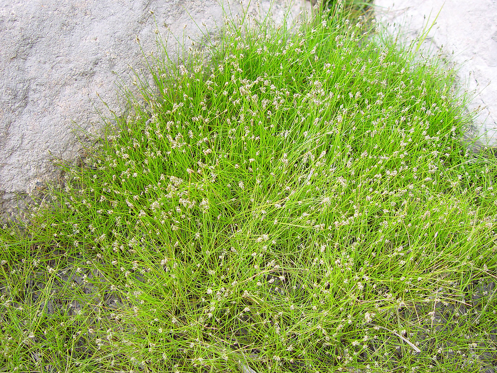 Rastlina-za-ribnik-Eleocharis-acicularis-2