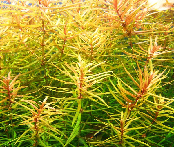 Akvaijska-rastlina-Didiplis-diandra-2