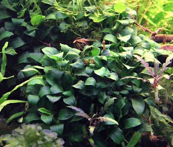 Akvarijska-rastlina-Anubias-barteri-var-nana-Bonsai-2