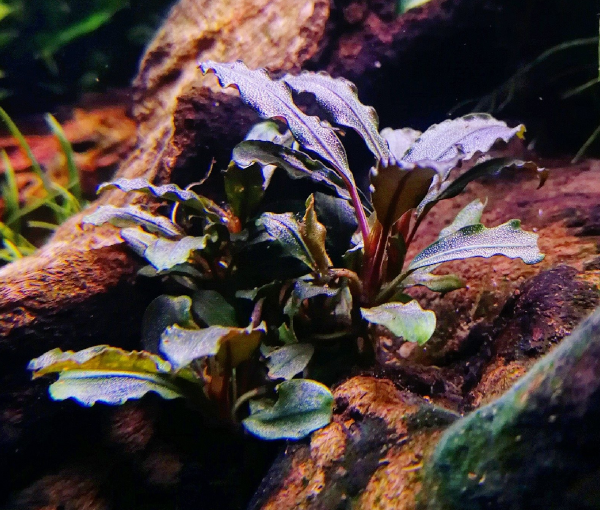 Akvarijska-rastlina-Bucephalandra-Deep-Purple-3