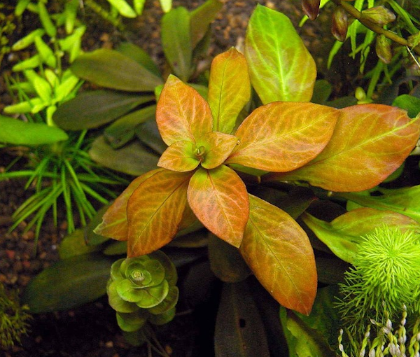 Akvarijska-rastlina-Ludwigia-dark-orange