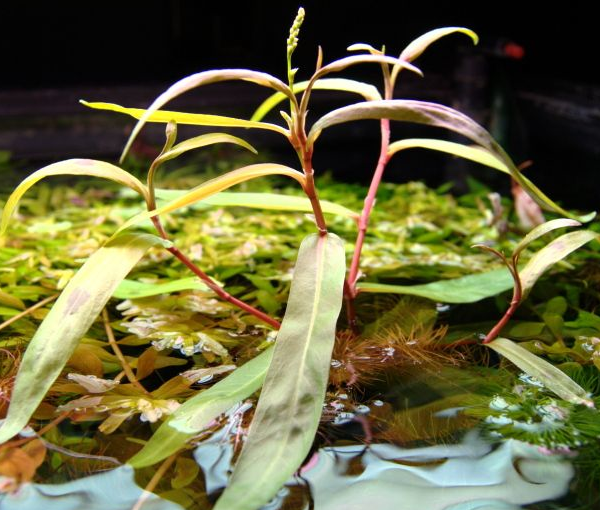 Akvarijska-rastlina-persicaria-praetermissa-2
