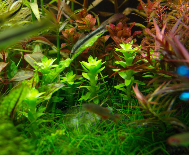 Akvarijska-rastlina-tonina-fluviatilis-4