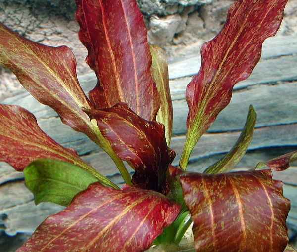 Akvarijska-rastlina-Echinodorus-Red-Flame-2