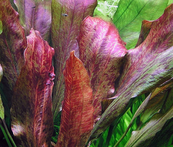 Akvarijska-rastlina-Echinodorus-Red-Flame-3
