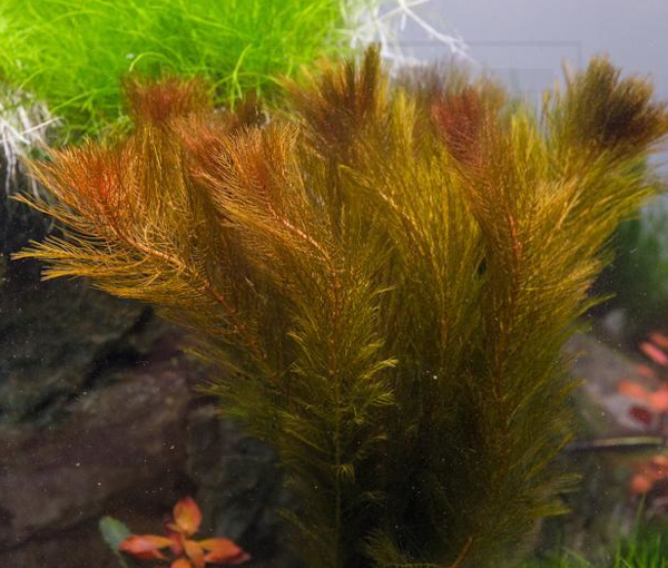 Akvarijska-rastlina-Myriophyllum-sp-red