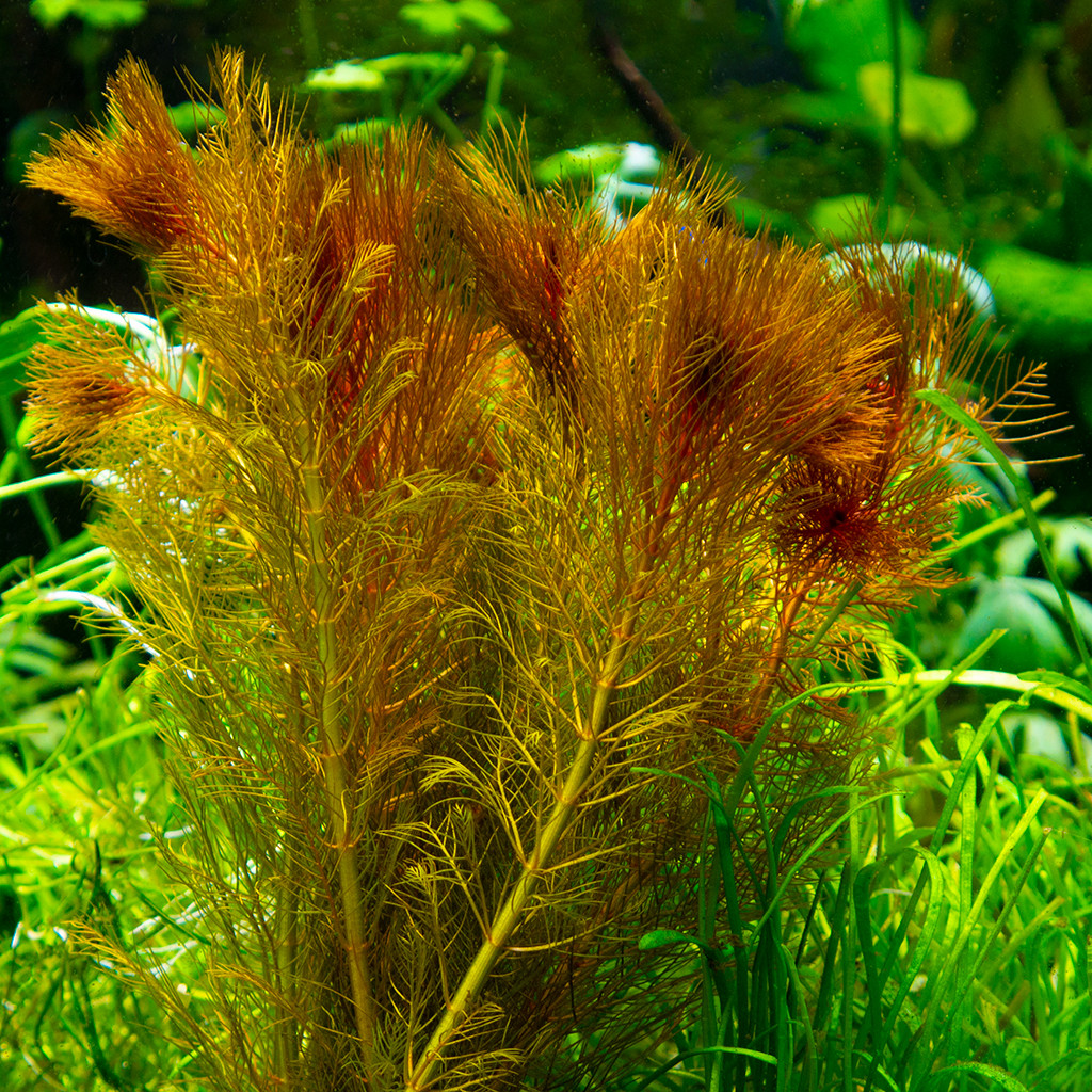 Akvarijska-rastlina-Myriophyllum-tuberculatum-2