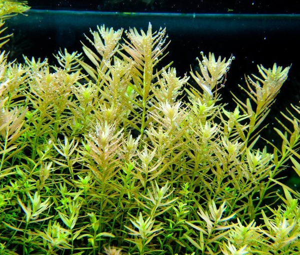 Akvarijska-rastlina-Rotala-rotundifolia