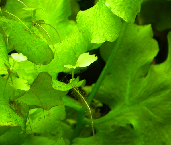 Akvarijska-rastlina-Ceratopteris-cornuta-2