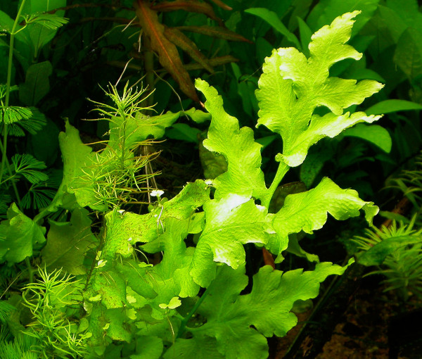 Akvarijska-rastlina-Ceratopteris-cornuta-4.png