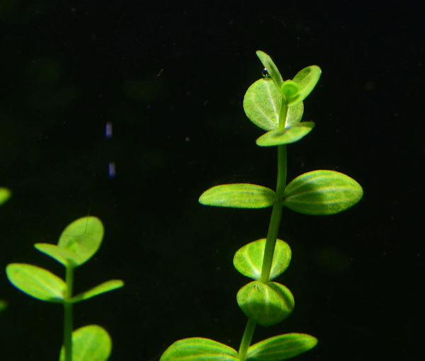 Akvarijska-rastlina-Lindernia-rotundifolia-3