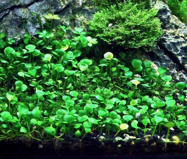 Akvarijska-rastlina-Marsilea-crenata-3