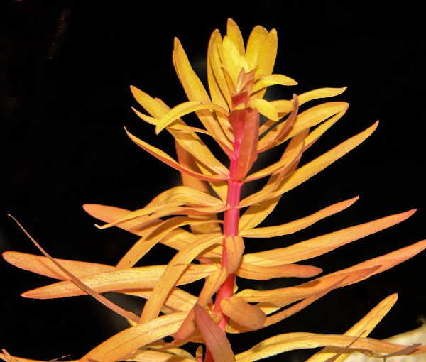 Akvarijska-rastlina-ammannia-pedicellata-PEDICELLATA-GOLDEN-2