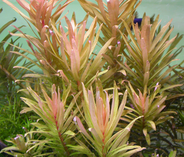 Akvarijska-rastlina-ammannia-pedicellata-PEDICELLATA-GOLDEN-3
