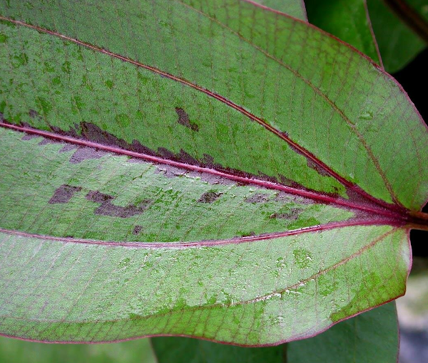 Akvarijska-rastlina-Echinodorus Altlandsberg-1