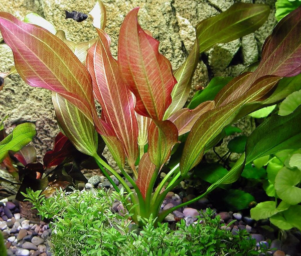 Akvarijska-rastlina-Echinodorus-Hot-pepper-1
