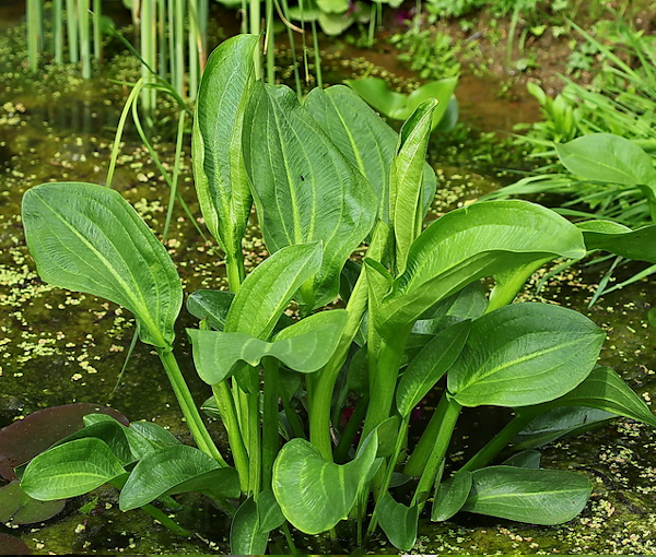Ribniska-rastlina-Alisma-subcordatum-ameriski-porecnik-4