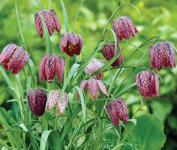 Ribniska-rastlina-mocvirski-tulipan-Fritillaria-meleagris-3