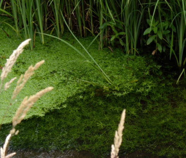 Rastlina-za-ribnik-Navadni-zabji-las-Callitriche-palustris-3