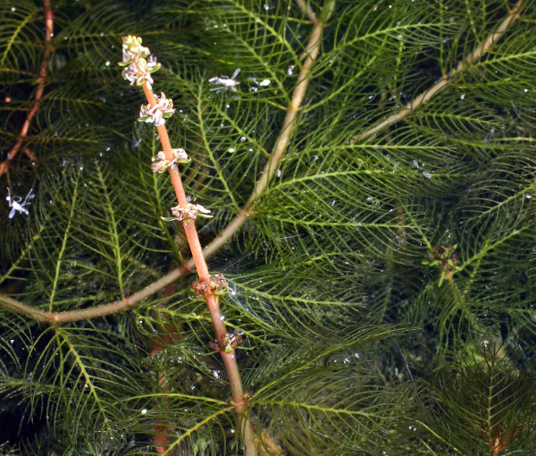 Rastlina-za-ribnik-klasasti-rmanec-Myriophyllum-spicatum-3