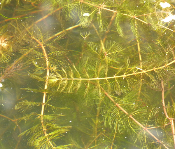 Rastlina-za-ribnik-klasasti-rmanec-Myriophyllum-spicatum