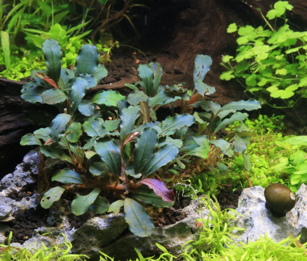 Akvarijska-rastlina-Bucephalandra-Lamandau-Mini-Red-3