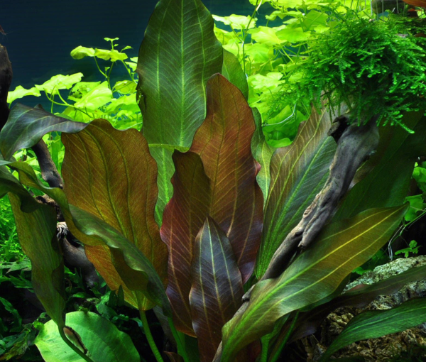 Akvarijska-rastlina-Echinodorus-reni-2