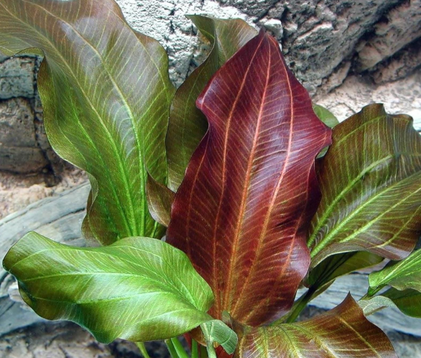 Akvarijska-rastlina-Echinodorus-reni-3