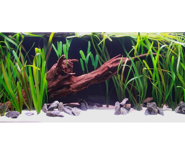 Akvarijska-rastlina-Vallisneria-gigantea-2