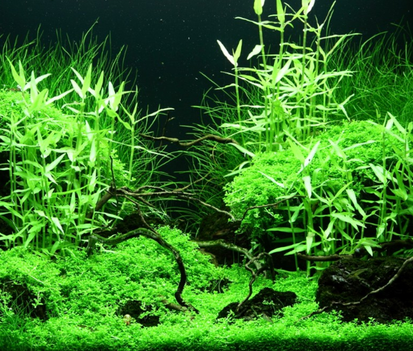 Akvarijska-rastlina-Murdannia-keisak-3