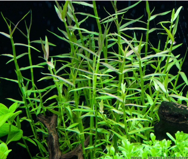 Akvarijska-rastlina-Murdannia-keisak-4