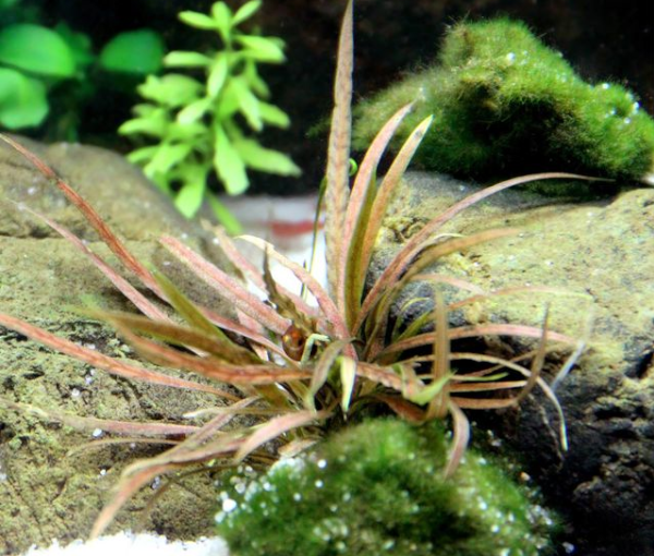 Akvarijska-rastlina-Cryptocoryne-albida-Brown