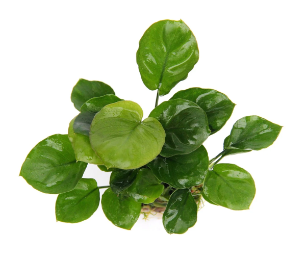 Akvarijska-rastlina-Anubias-barteri-Coin-Leaf