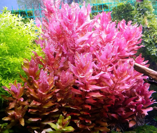 Akvarijska-rastlina-Rotala-macrandra-3
