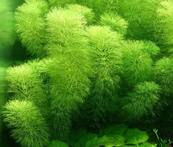 Akvarijska-rastlina-limnophila-aquatica-2