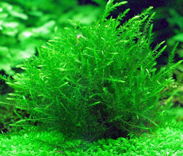 Akvarijska-rastlina-Vodni-mah-Fontinalis-antipyretica-2