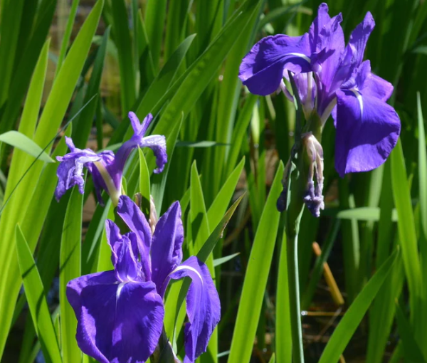Ribniska-rastlina-Japonska-zajčja-perunika-Iris-laevigata