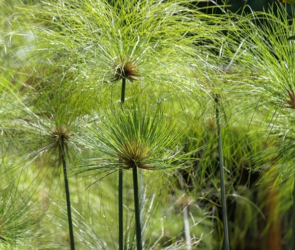 Rastlina-za-ribnik-papirus-Cyperus-papyrus-2